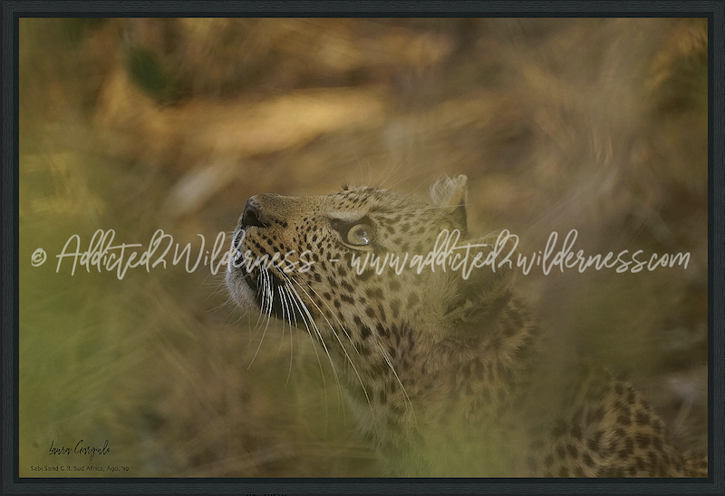 Leopard cub @ Sabi Sand Game Reserve - South Africa